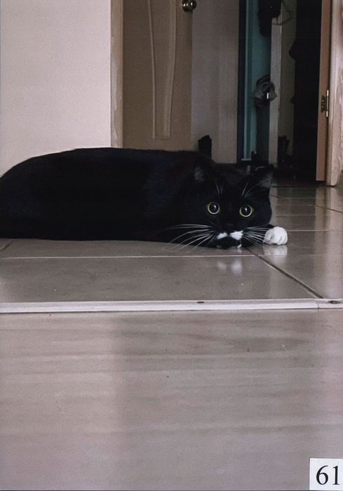 61. «Черный кот»